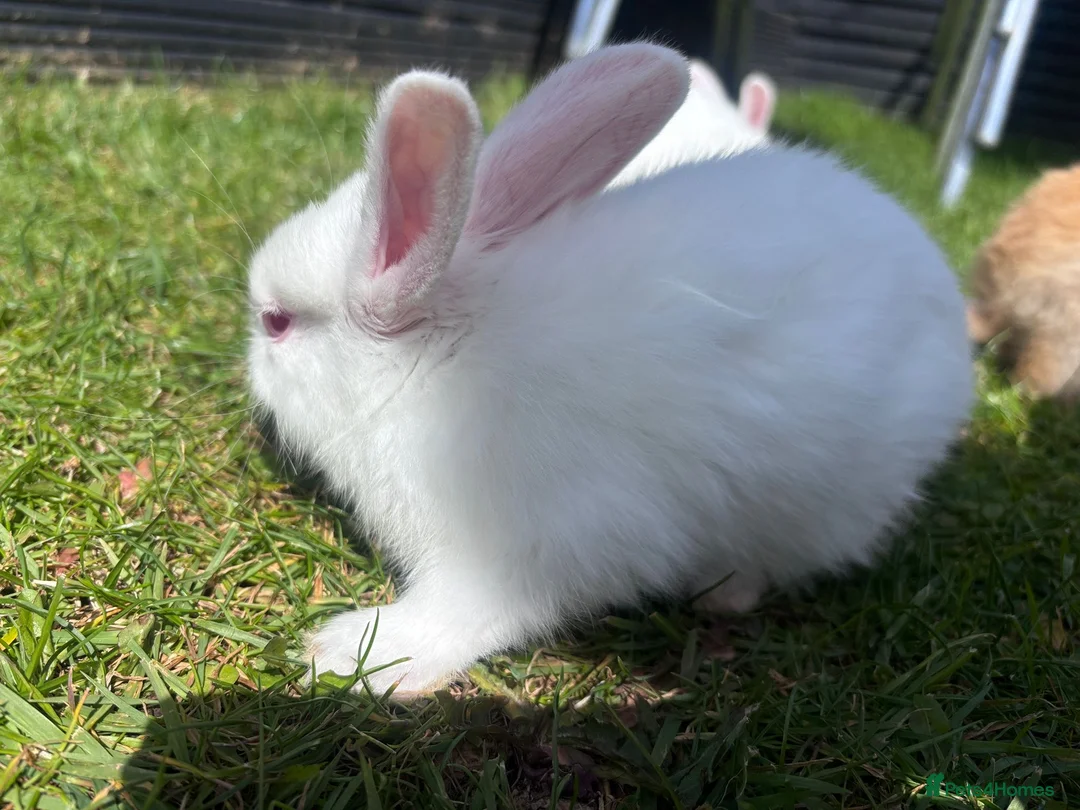 Mixed Breed rabbits for sale: Child friendly, pure white Mixed breed rabbit - Advert 2
