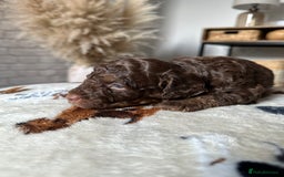 Cockapoo dogs for sale: Not Just Any Cockapoo Puppies – The Special Few - Image 21