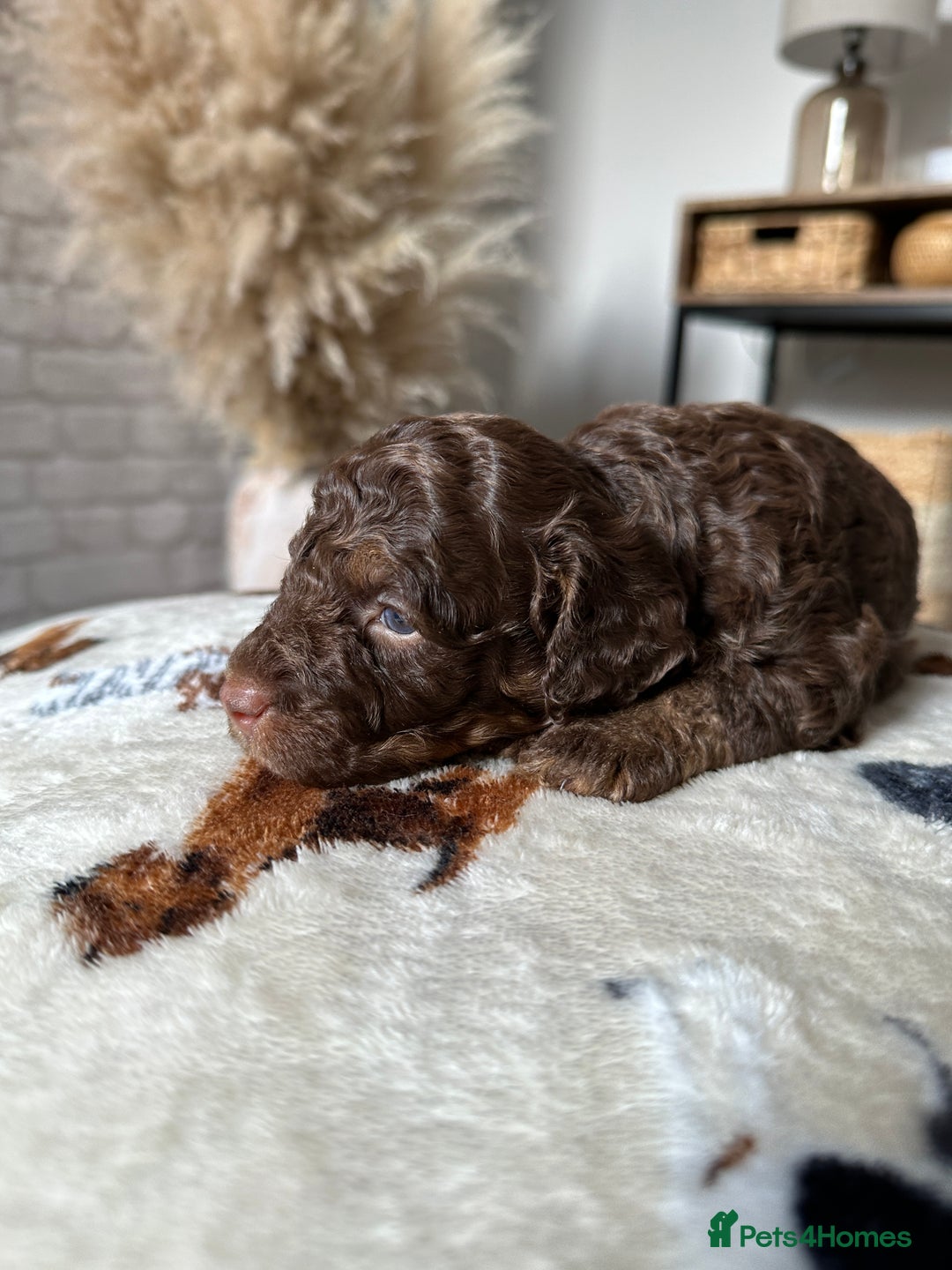 Cockapoo dogs for sale: Not Just Any Cockapoo Puppies – The Special Few - Image 21