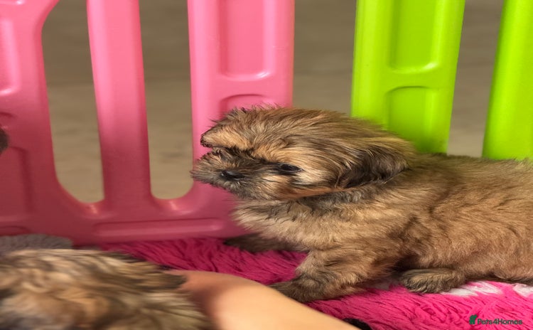 Shih Tzu dogs - Advert 1
