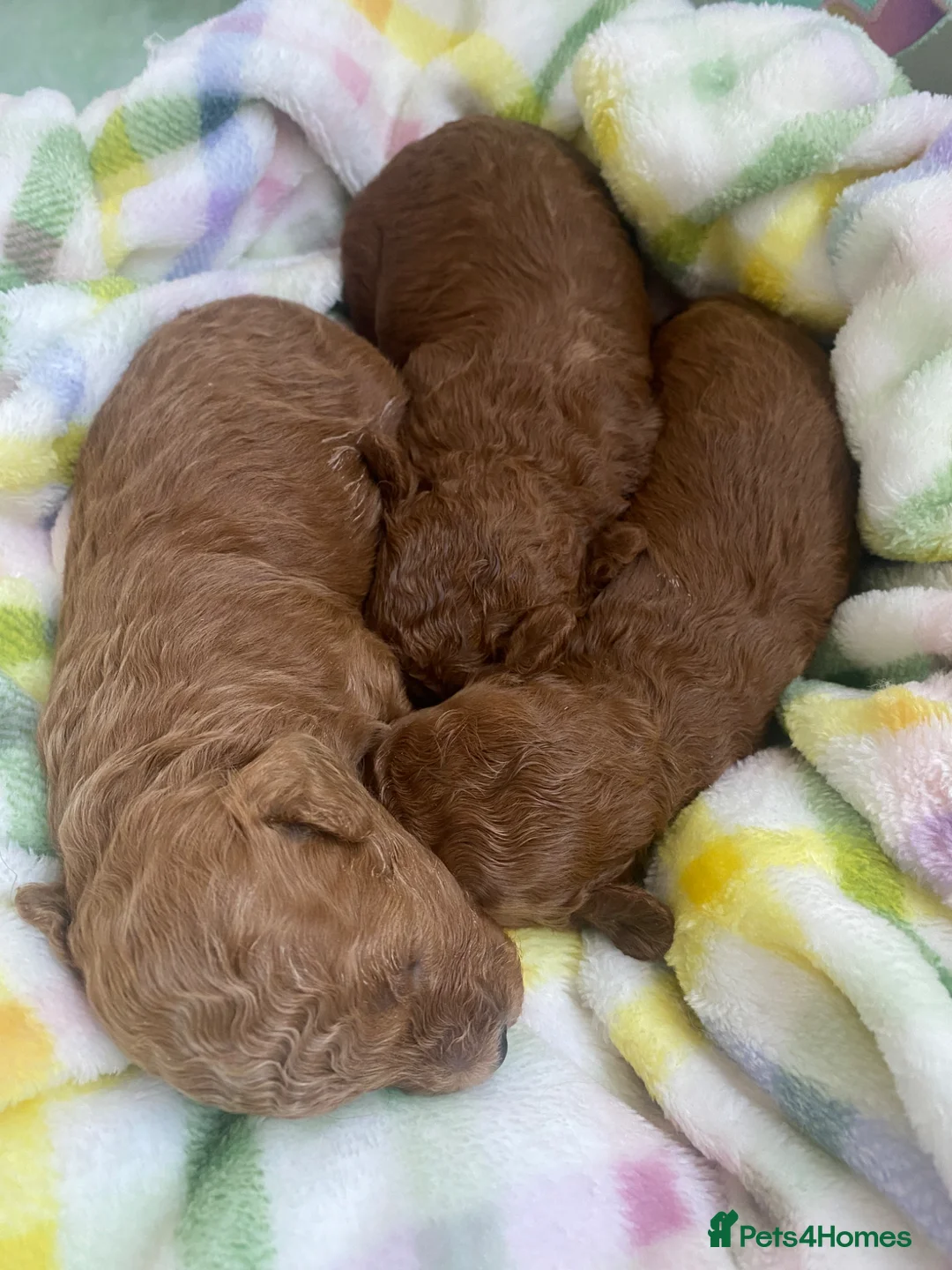 Toy Poodle dogs for sale: Kennel Club Reg.Red Toy Poodle DNA tested Parents  in Luton - Advert 2