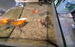 Fancy Goldfish fish for sale: Orienmetal gold fish  - Image 5