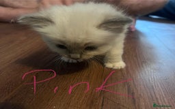 Ragdoll cats for sale: 7 stunning Ragdoll kittens for sale - Image 13