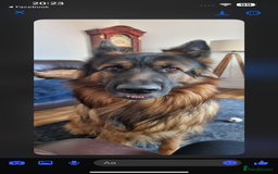 German Shepherd dogs for sale: Gorgeous Male German Shepherd Pup for Sale - Image 18