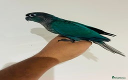 Conures birds for sale: Conure - Image 2