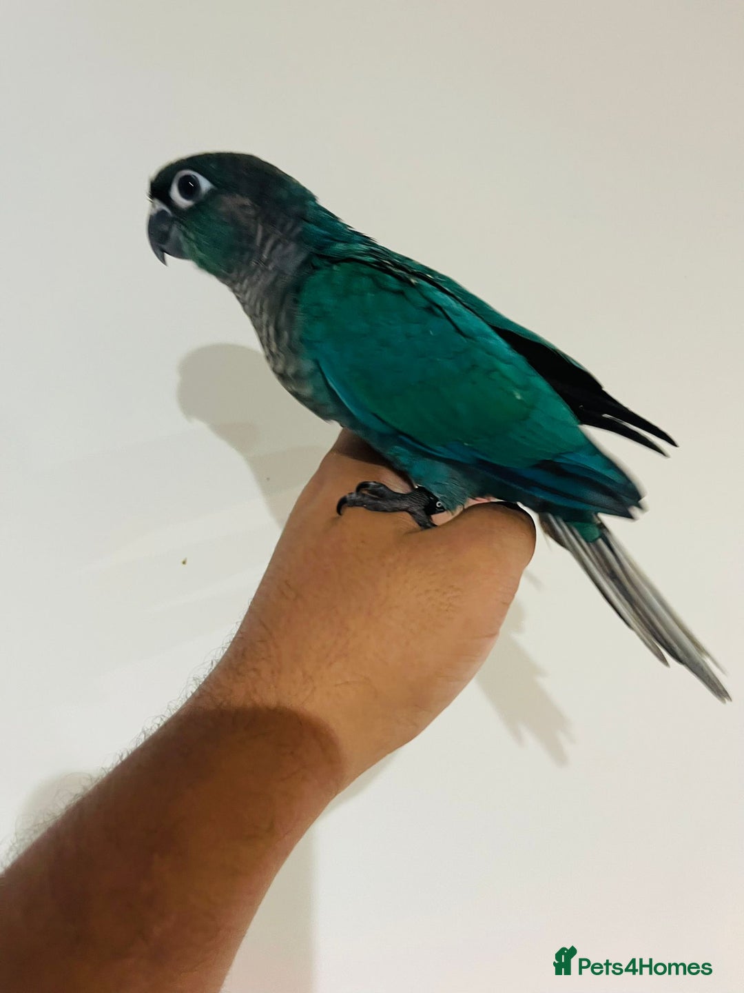 Conures birds for sale: Conure - Image 2