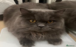 Persian cats for sale: Male Persian/British shorthair - Image 2
