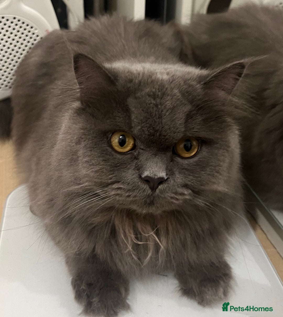 Persian cats for sale: Male Persian/British shorthair - Image 2