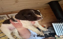 English Springer Spaniel dogs for sale: Sired by Brocklinton Bertie FTCH, docked - Image 2