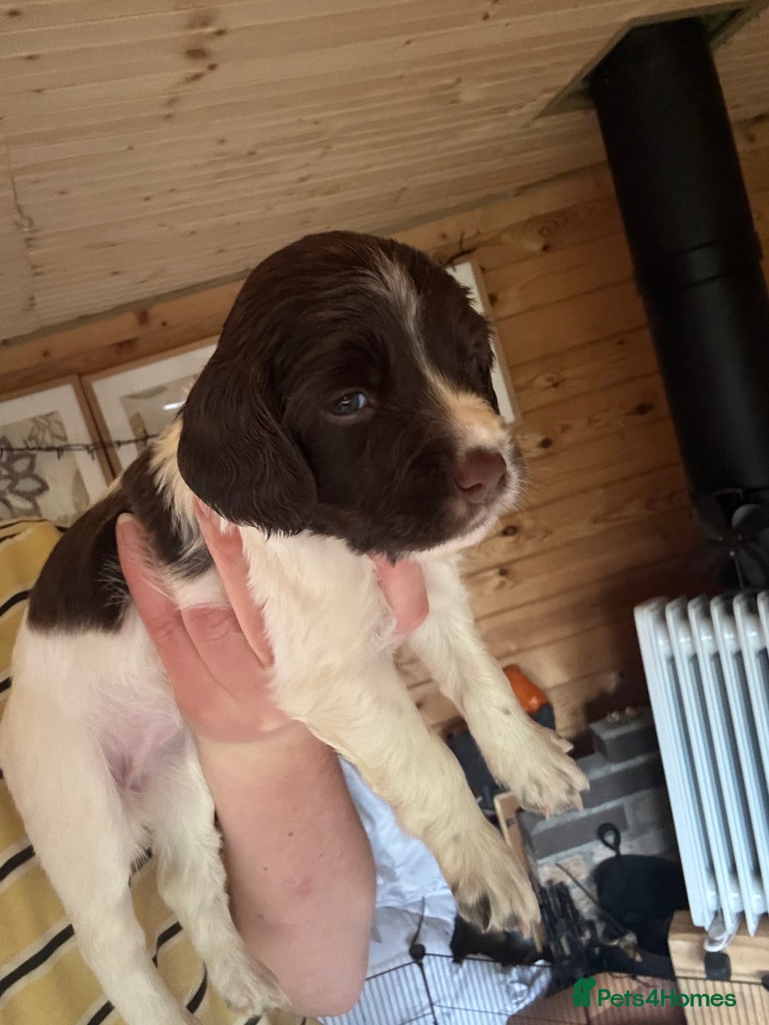English Springer Spaniel dogs for sale: Sired by Brocklinton Bertie FTCH, docked - Image 2