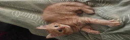 Mixed Breed cats for sale: Loving home wanted for 2 young cats  - Advert 3