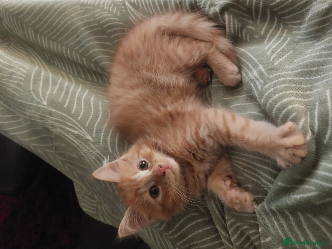 Mixed Breed cats for sale: Loving home wanted for 2 young cats  - Advert 3