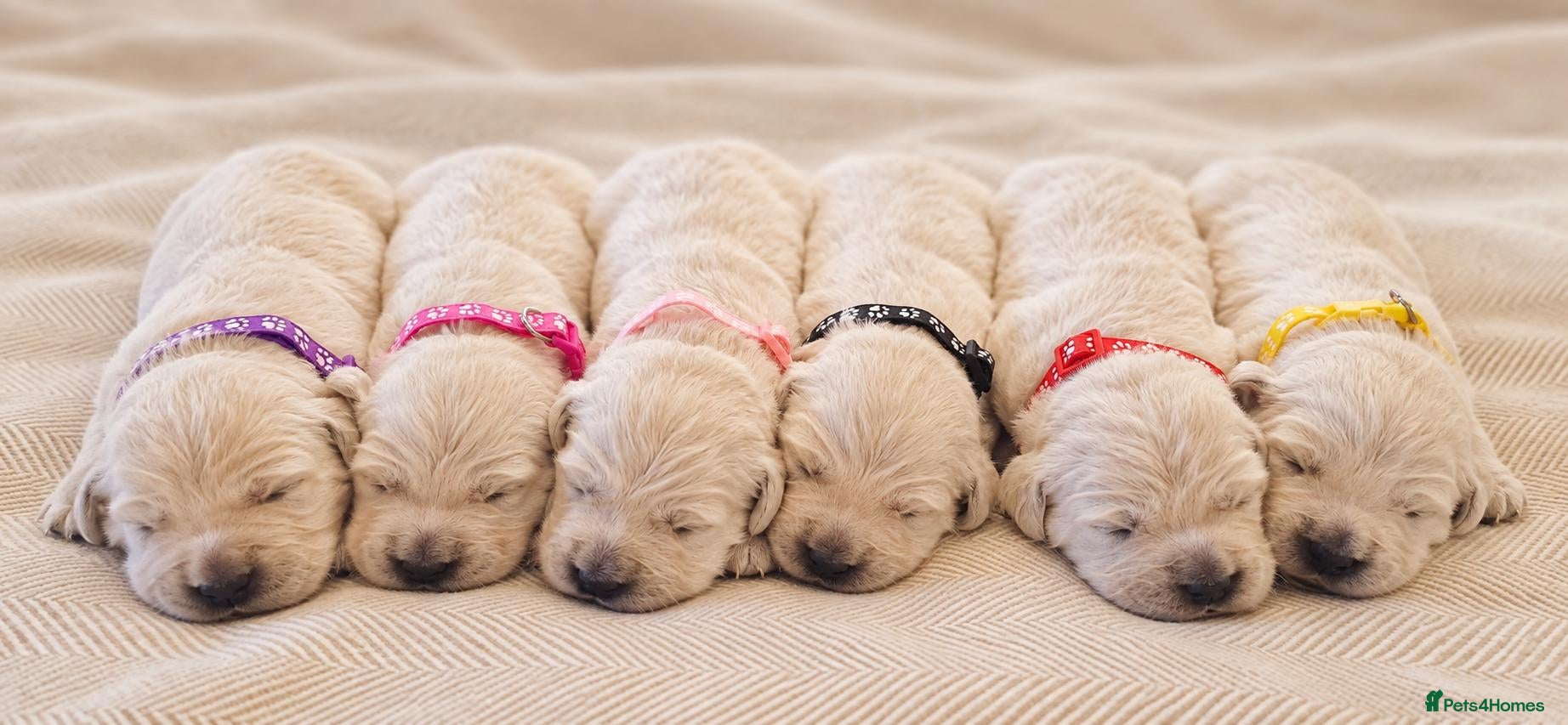 Golden Retriever dogs Exceptional Golden Retriever Show Type Puppies - Advert 2