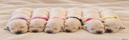 Golden Retriever dogs for sale: Exceptional Golden Retriever Show Type Puppies in Gainsborough - Advert 2