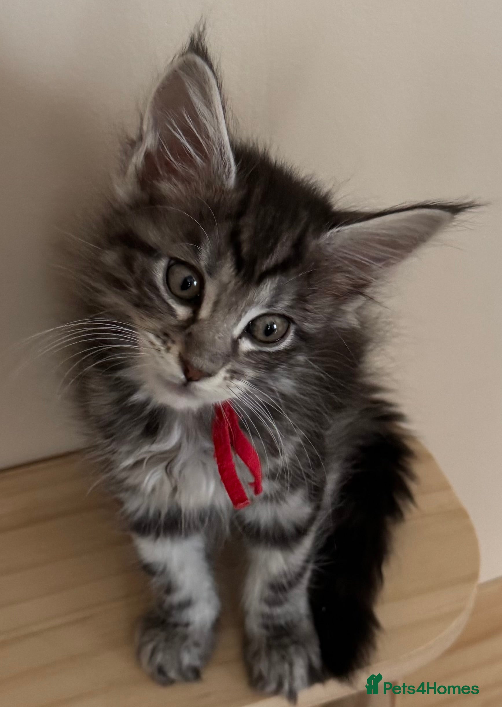 Maine Coon cats Beautiful Maine Coon Kittens  - Advert 2