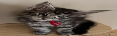 Maine Coon 5