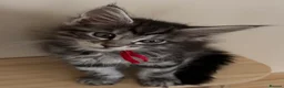 Maine Coon cats for sale: Beautiful Maine Coon Kittens  - Advert 3