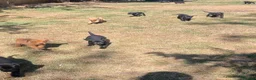 Labrador Retriever dogs for sale: KC registered Labradors - Advert 12