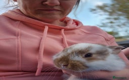Mini Lop rabbits for sale: Beautiful mini lop cross rex kits  - Image 12