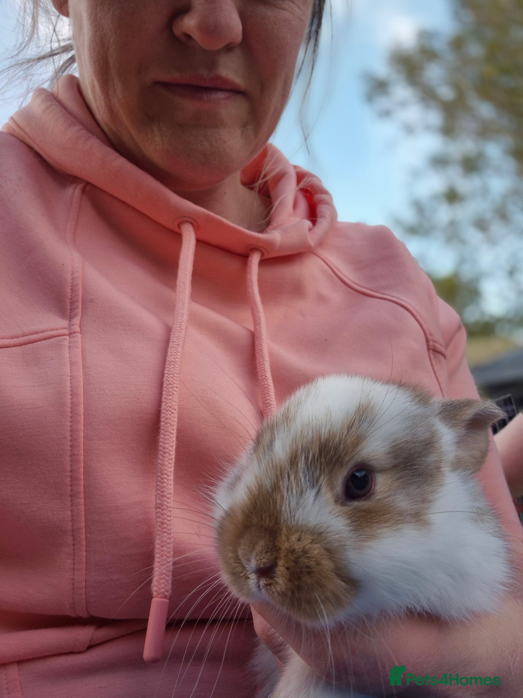 Mini Lop rabbits for sale: Beautiful mini lop cross rex kits  - Image 12