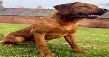 Labrador Retriever dogs - Advert 3