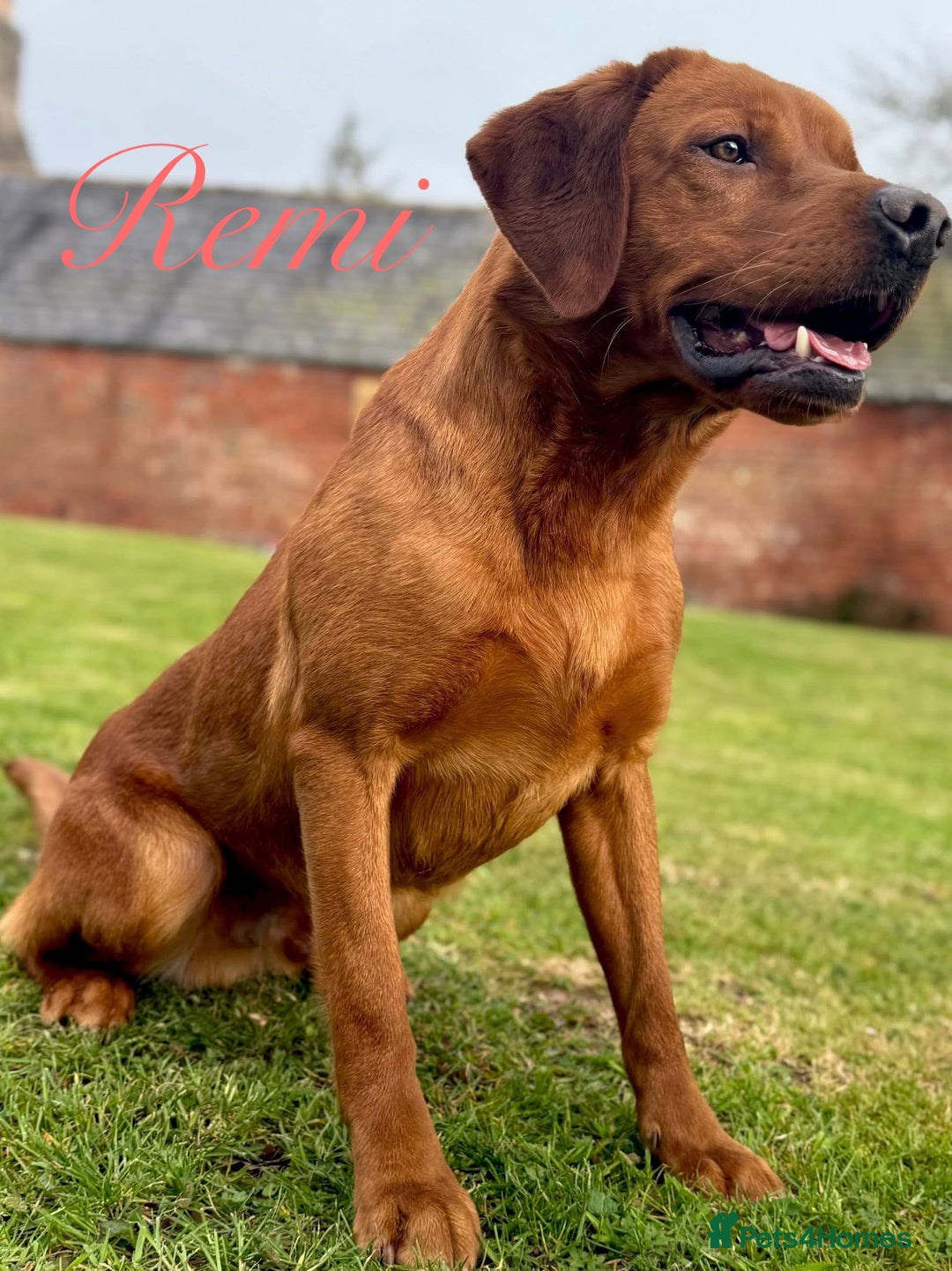 Labrador Retriever dogs for sale: FOX RED LABRADORS OUTSTANDING HEALTH 280 PLUS DNA - Image 2