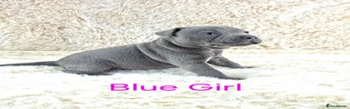 1. Blue Staffordshire Bull Terrier Girl