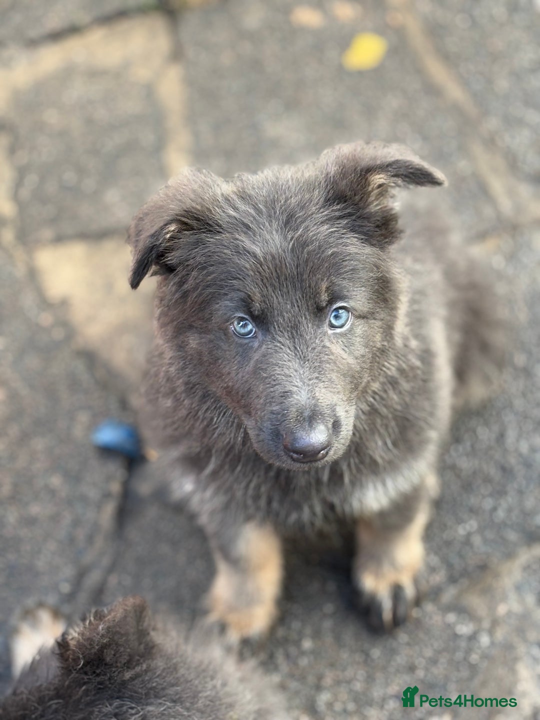 Blue Grey German Shepherd For Sale Shepherd Colors Black Grey