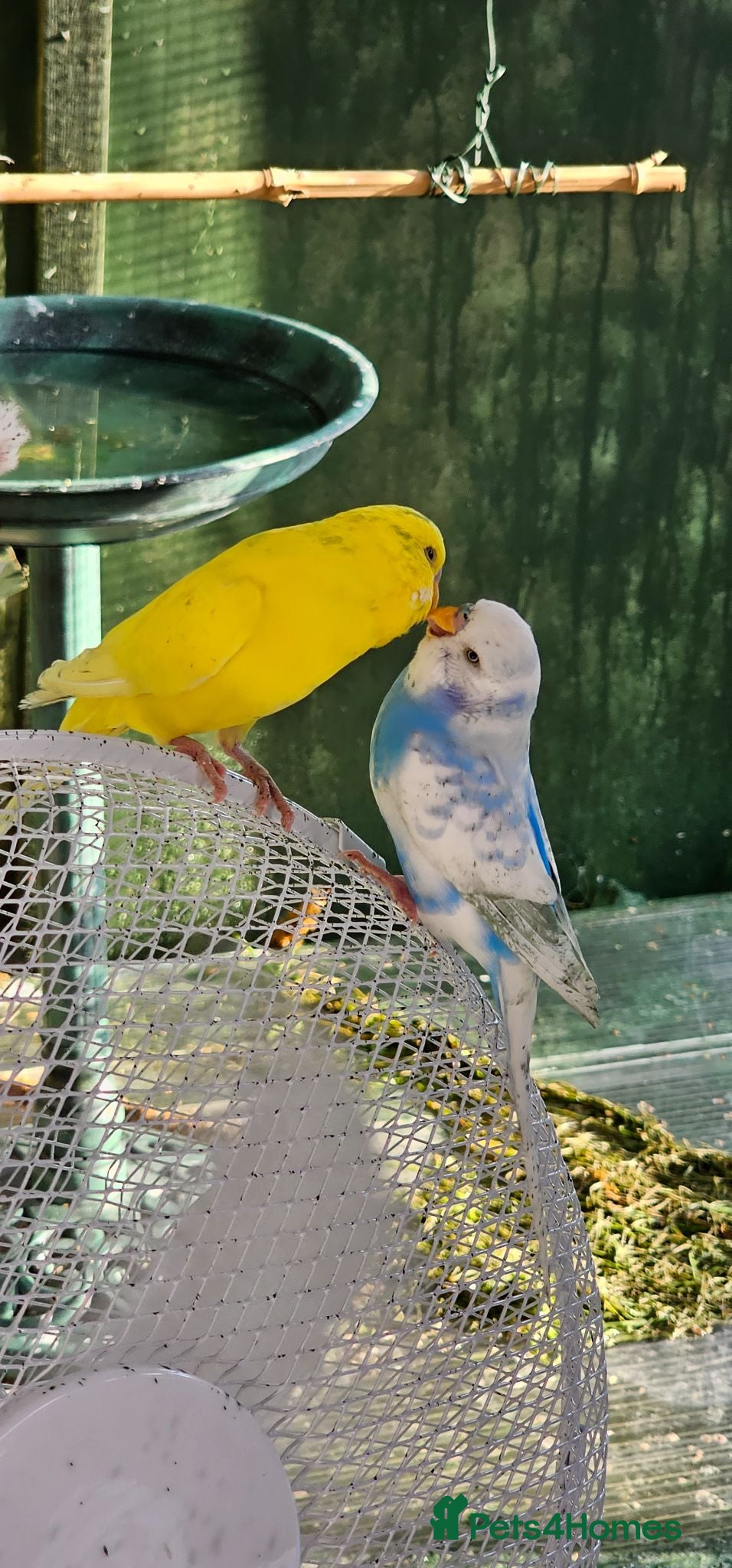Cockatiels birds Mr mriss - Advert 9