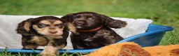 Cocker Spaniel dogs for sale: KC Reg Working Cocker Spaniels  - Advert 8