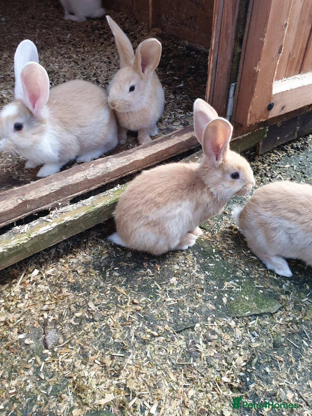 Continental Giant rabbits for sale: 7 continental giants  - Advert 8