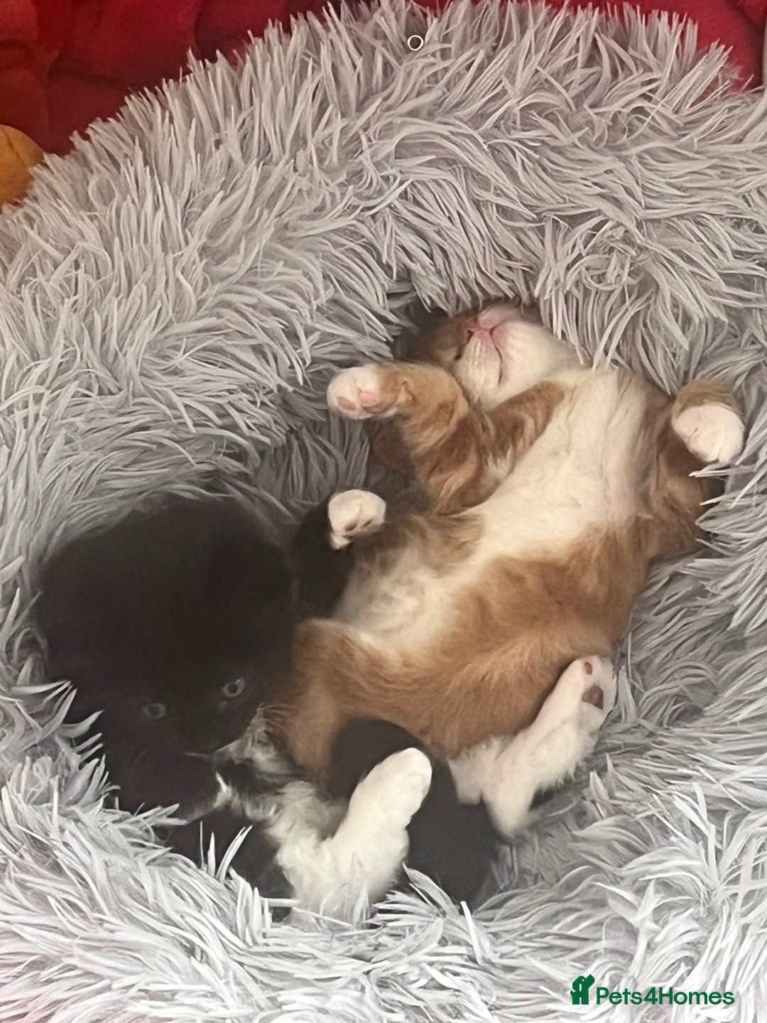 Ragdoll cats for sale: ✨ Ragdoll mix kittens ✨ - Image 5