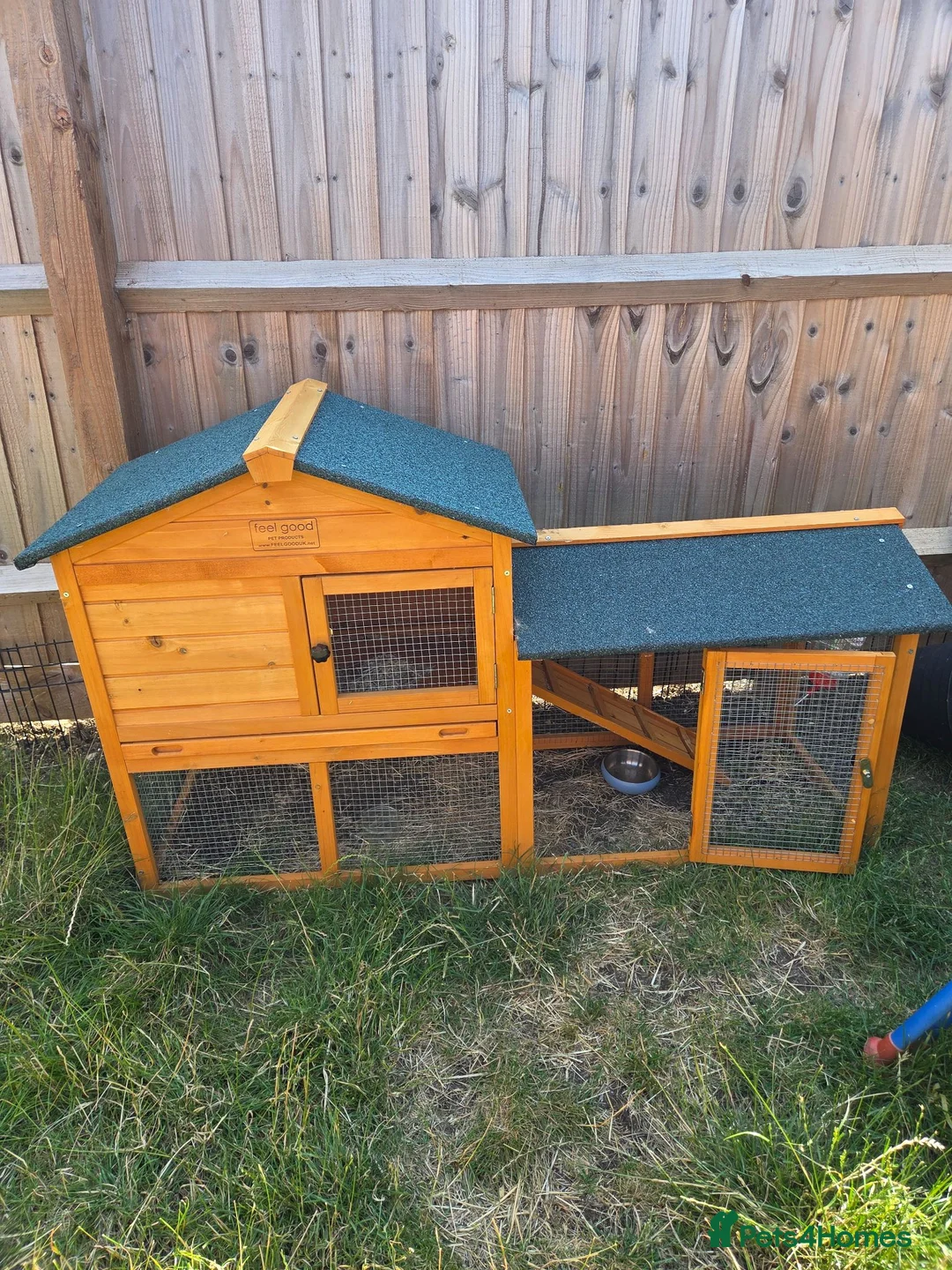 Mini Lop rabbits for sale: Mini Lop Male in Didcot - Advert 3