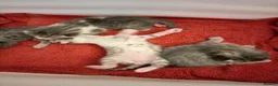 Mixed Breed cats for sale: Cute 🥰 kittens 🐈‍⬛  - Advert 2
