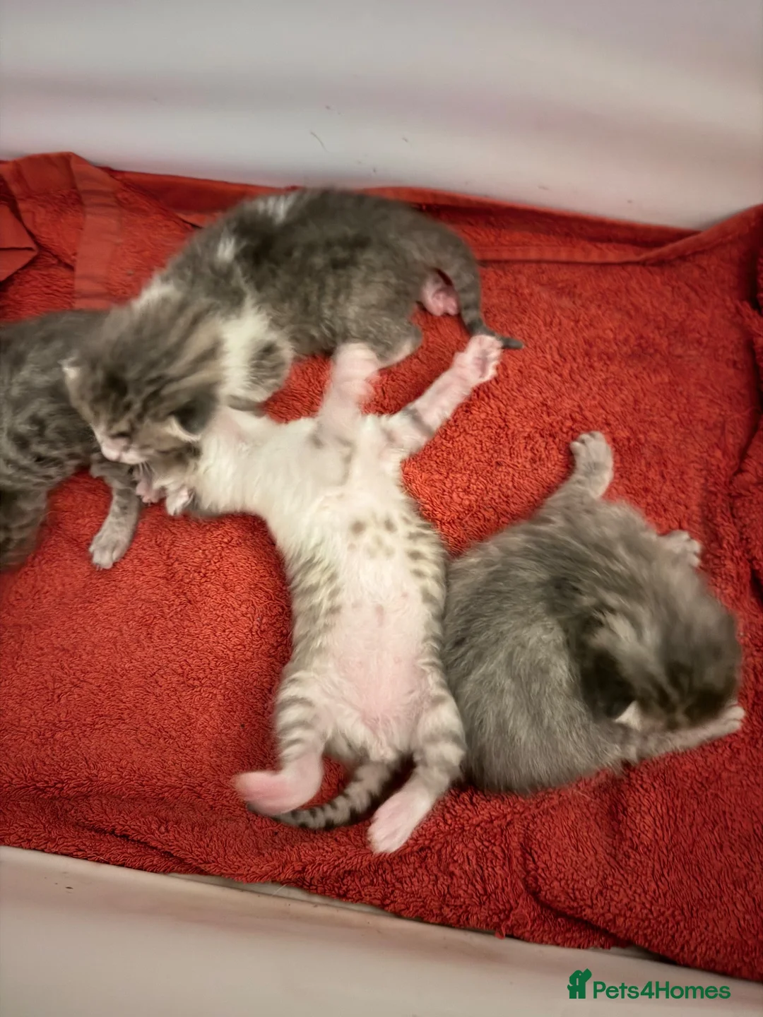 Mixed Breed cats for sale: Cute 🥰 kittens 🐈‍⬛  - Advert 2