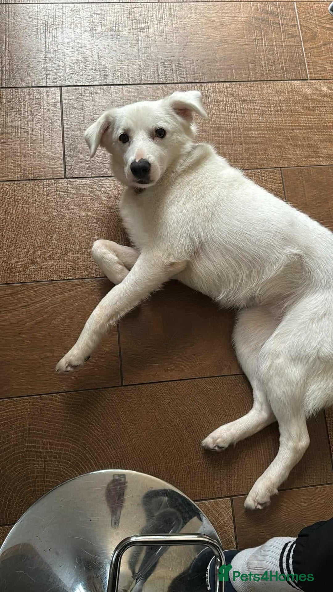 Mixed Breed dogs for adoption: Meet Cloud, currently residing in Cheshire  - Image 4