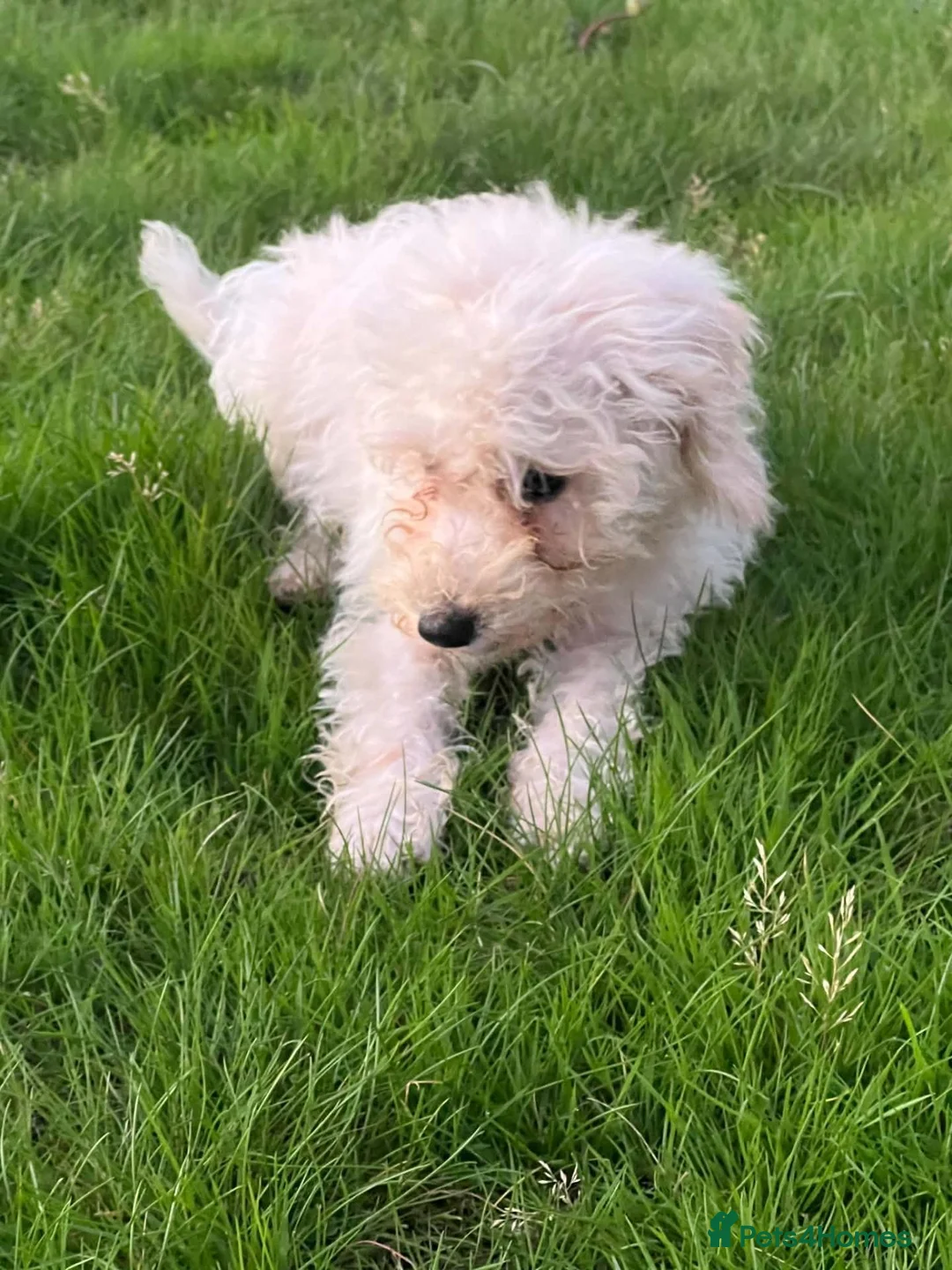 Cockapoo dogs for sale: Cockapoo f1b in Stoke-on-Trent - Advert 1