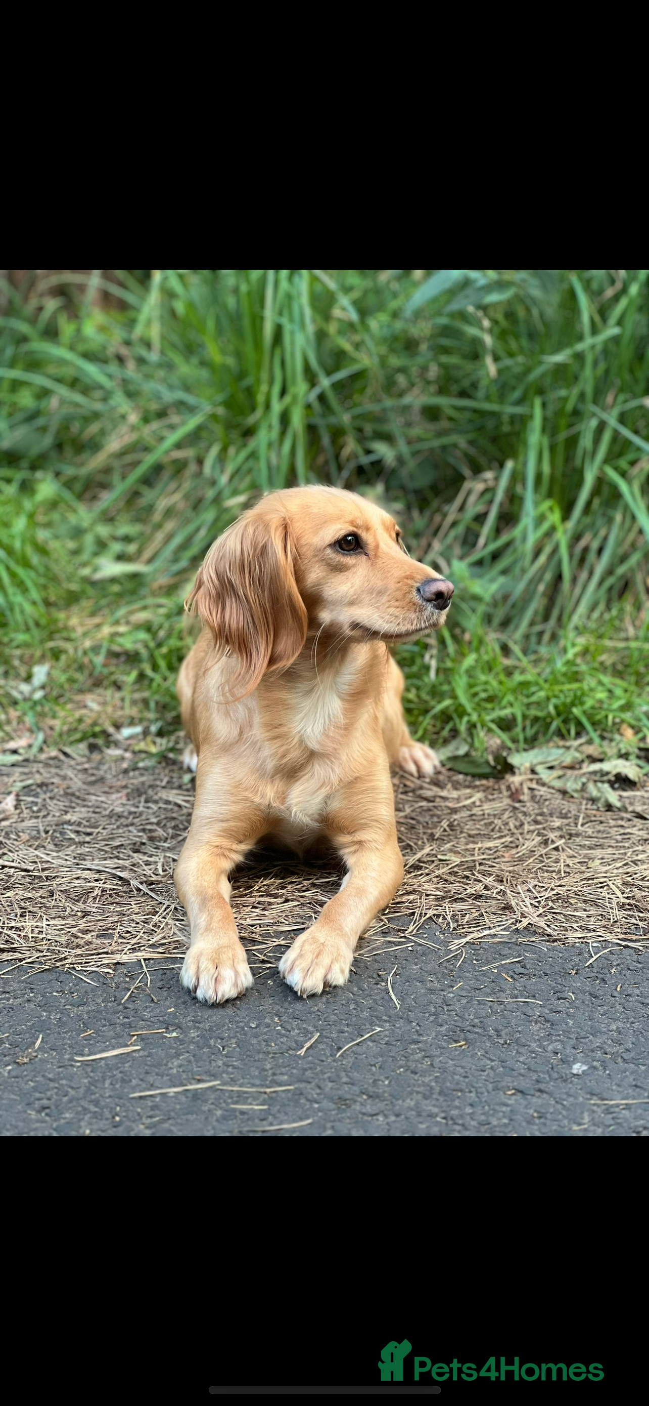 Cocker Spaniel dogs Working Cocker Spaniels 🥰 - Advert 5