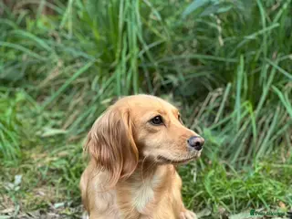 Cocker Spaniel dogs Working Cocker Spaniels 🥰 - Advert 16