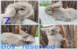 Mini Lop rabbits for sale: Mini lop and mini lop lion head   - Image 14