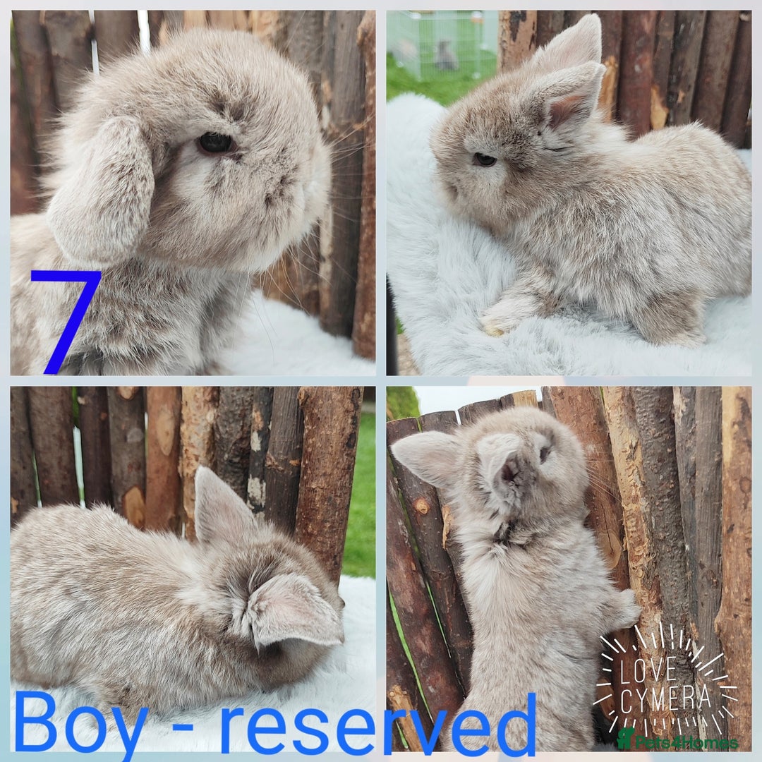 Mini Lop rabbits for sale: Mini lop and mini lop lion head   - Image 14