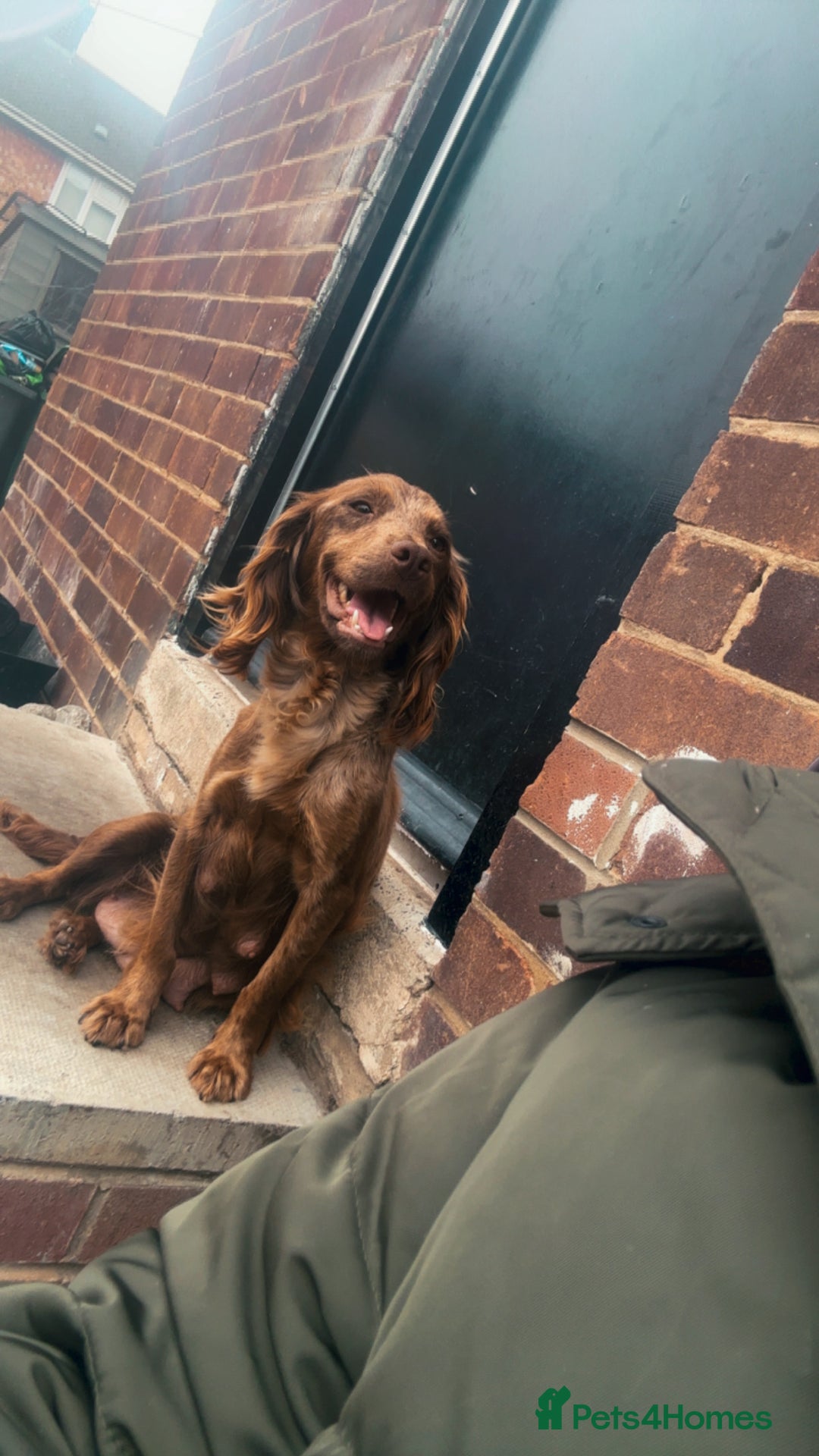 Cocker Spaniel dogs for sale: 🌟 cocker spaniel puppies 🌟 - Image 26