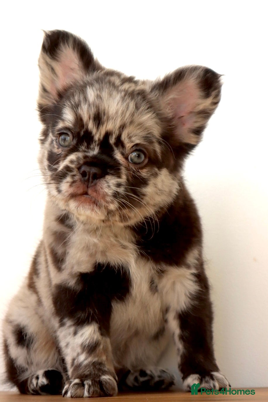 French Bulldog dogs Fluffy Frenchies - Advert 16