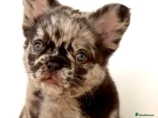 French Bulldog dogs Fluffy Frenchies - Advert 16