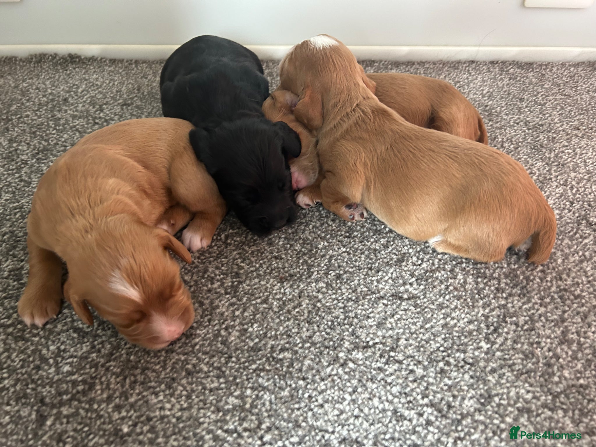 Cocker Spaniel dogs for sale: KC registered golden cocker spaniels  - Advert 7