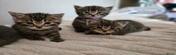 Mixed Breed cats for sale: 🐱 Stunning Maine Coon Cross Kittens🐱 - Advert 24
