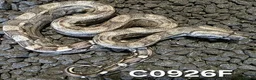 Boa Snake reptiles for sale: Arctic & Anery het Sharp boas - Advert 7