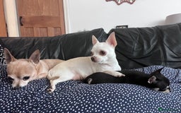 Chihuahua dogs for sale: Tiny ** chihuahua puppies  - Image 10