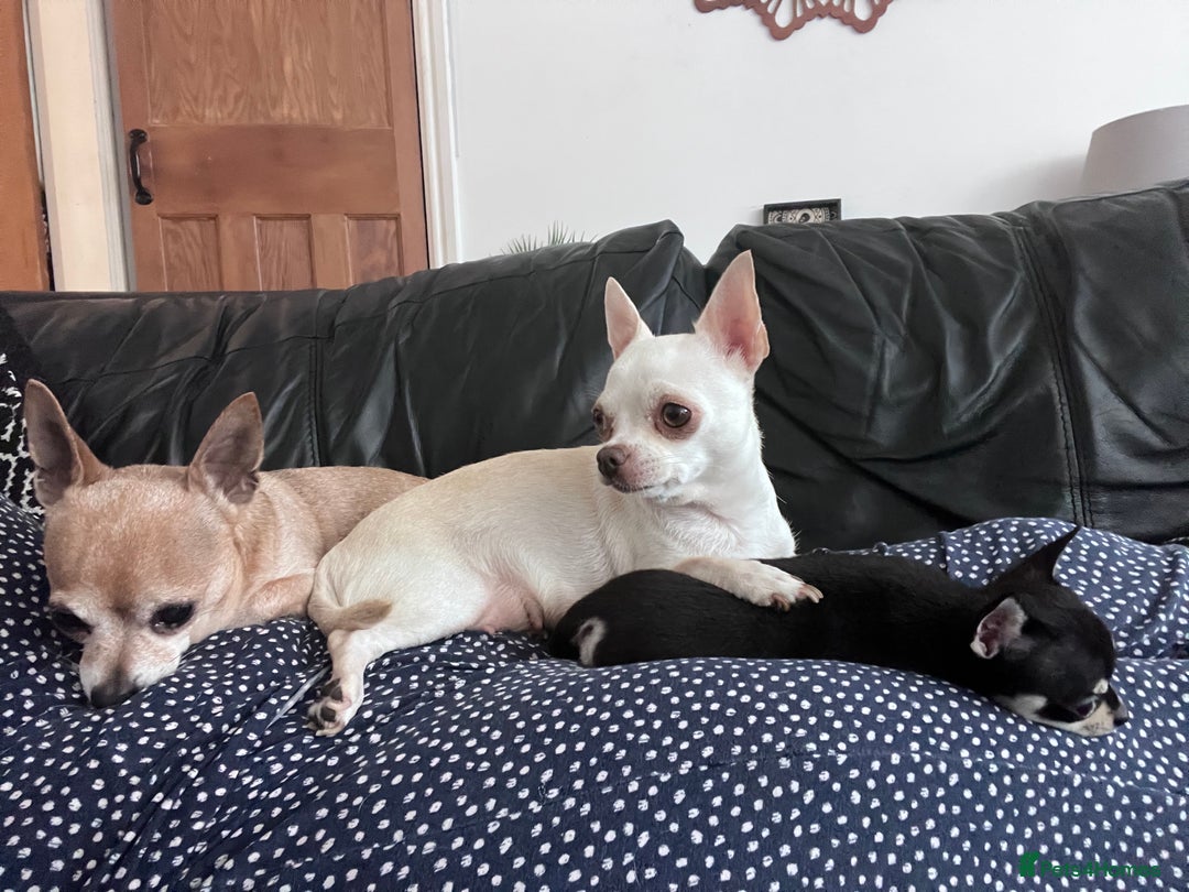 Chihuahua dogs for sale: Tiny ** chihuahua puppies  - Image 10
