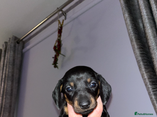 Miniature Dachshund dogs Miniature Dachshund Puppies - Advert 2